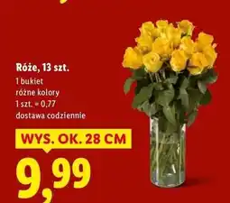 Lidl Róże 28 cm oferta