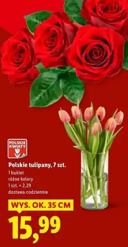 Lidl Tulipany oferta