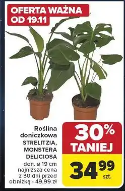 Carrefour Monstera deliciosa don. 19 cm oferta