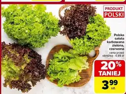 Carrefour Sałata karbowana czerwona oferta