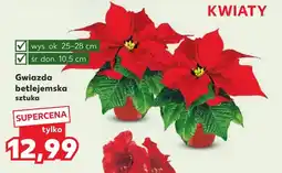 Kaufland Gwiazda betlejemska oferta
