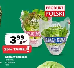Netto Sałatka w doniczce trio mix Zieleniaka oferta