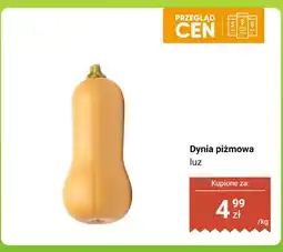 Dino Dynia piżmowa luz Dino oferta