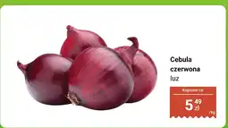 Dino Cebula czerwona luz Dino oferta