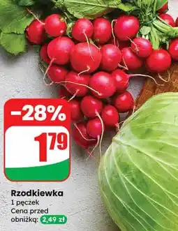Dino Kapusta na gołąbki Dino oferta