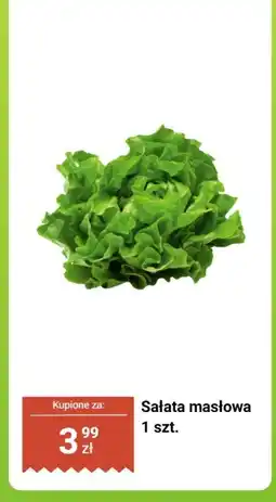 Biedronka Sałata masłowa 1 szt. Biedronka oferta