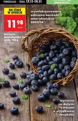 Biedronka Borówka amerykańska XL Sekoya 150 g Biedronka oferta