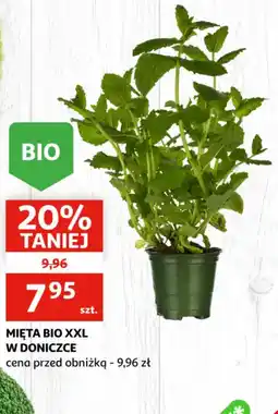 Auchan Mięta BIO XXL oferta