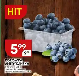 Chata Polska Borówka amerykańska Chata Polska oferta