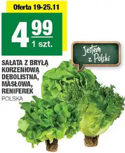 Spar Sałata z Bryla korzeniowa dębulisna, masłowa, reniferek Polska SPAR oferta