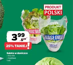 Netto Sałata w doniczce oferta