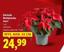 Lidl Gwiazda betlejemska maxi oferta