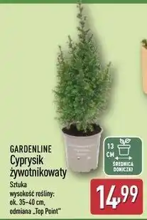 ALDI Cyprysik żywotnikowaty Gardenline oferta