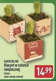 ALDI Hiacynt w ozdobnej osłońce Gardenline oferta