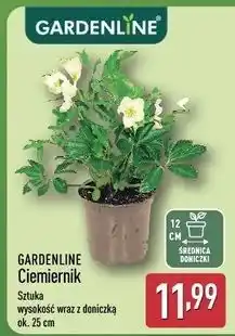 ALDI Ciemiernik don. 12 cm Gardenline oferta