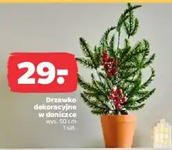 Netto Drzewko dekoracyjne w doniczce 50 cm oferta