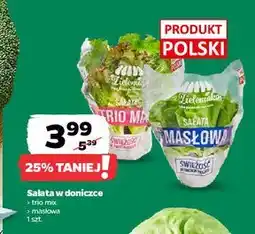Netto Sałata masłowa Z Zieleniaka Netto oferta