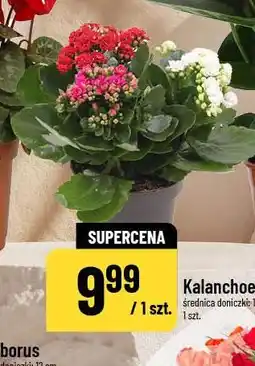 Polomarket Kalanchoe oferta