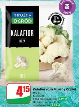 Dino Kalafior Mroźny Ogród oferta