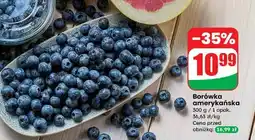 Dino Borówka amerykańska oferta