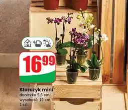 Dino Storczyk mini oferta