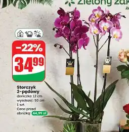 Dino Storczyk 2-pędowy oferta