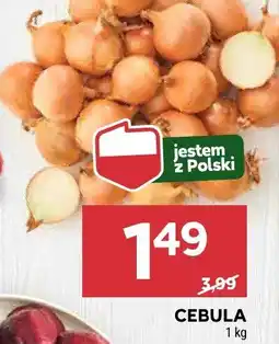 Stokrotka Cebula Stokrotka oferta