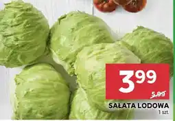 Stokrotka Sałata lodowa Stokrotka oferta