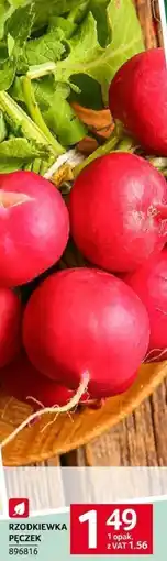 Selgros Rzodkiewka pęczek Selgros oferta