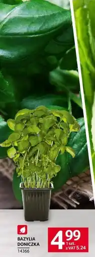 Selgros Bazylia doniczka Selgros oferta