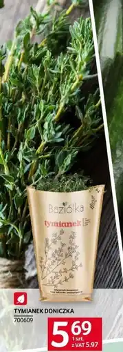 Selgros Tymianek doniczka Selgros oferta
