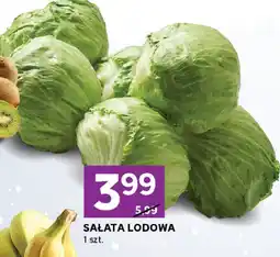 Stokrotka Sałata lodowa Stokrotka oferta