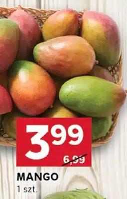 Stokrotka Mango Stokrotka oferta