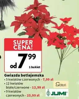 Intermarche Gwiazda betlejemska 9 kwiatów Jumi oferta