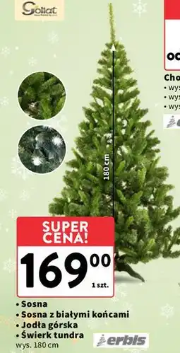 Intermarche Świerk tundra 180 cm Erbis oferta