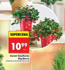 Biedronka Kwiat gaulteria oferta