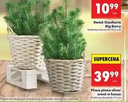 Biedronka Pinus pinea silver crest w koszu 17 cm oferta