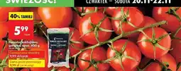 Biedronka Pomidory koktajlowe gałązka Biedronka oferta