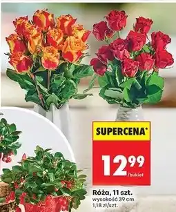 Biedronka Róża 39 cm oferta