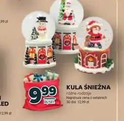 Stokrotka Kula śnieżna oferta