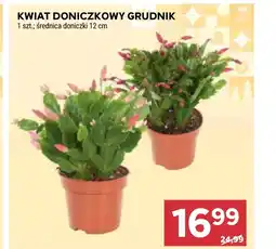 Stokrotka Kwiat oferta