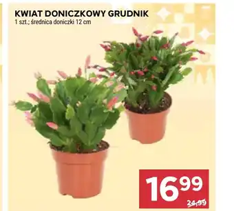 Stokrotka Kwiat oferta