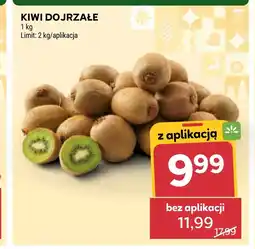 Stokrotka Kiwi oferta