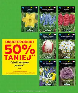 Polomarket Cebulki kwiatowe jesienne oferta