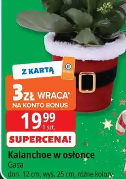 E.Leclerc Kalanchoe w osłonce oferta