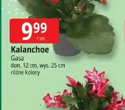 E.Leclerc Kalanchoe oferta