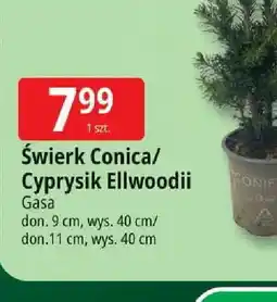 E.Leclerc Swierk Conica/ Cyprysik Ellwoodii oferta