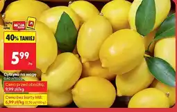 Biedronka Cytryna MOIA oferta