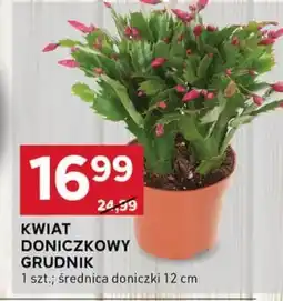 Stokrotka Optima Kwiat oferta