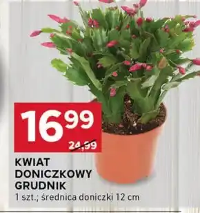Stokrotka Optima Kwiat oferta